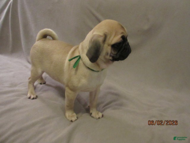 Pug dogs for sale: Pug Puppy 2 - Ad 15