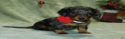 Miniature Dachshund dogs for sale: Miniature Dachshund Puppy 1 - Ad 4