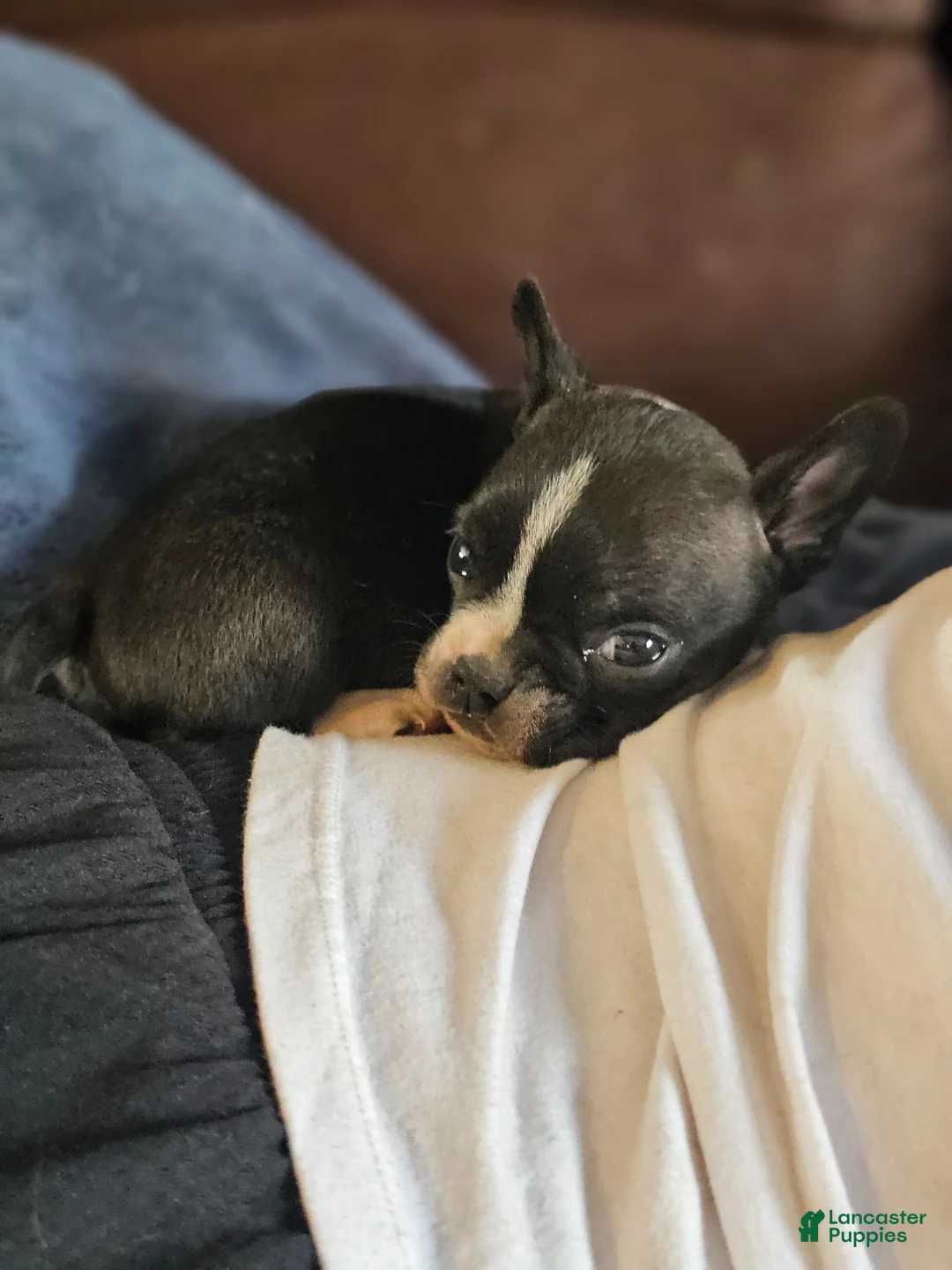 Mixed Breed dogs for sale: Zeus Frenchie wawa - Ad 2