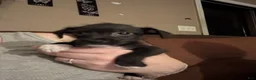 Chiweenie dogs for sale: Socks - Ad 1