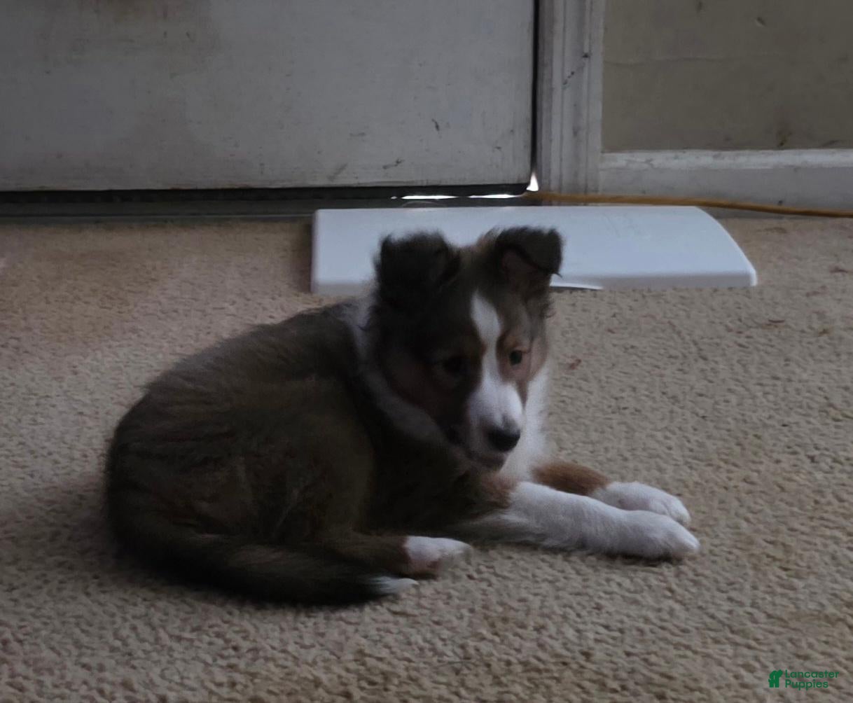 Shetland Sheepdog dogs Brice  - Ad 16