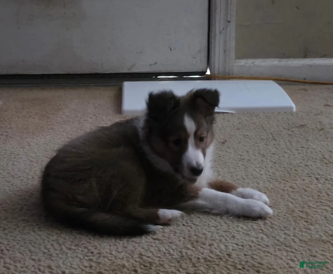 Shetland Sheepdog dogs for sale: Brice  - Ad 1
