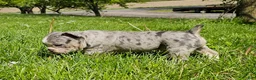 Mixed Breed dogs for sale: Blue Merle Tri-color - Ad 6