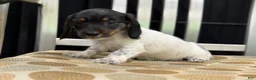 Miniature Dachshund dogs for sale: Wire Coat Girl - Ad 7