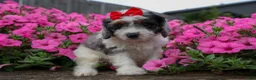 Cavapoo dogs for sale: Prince💙 - Ad 4