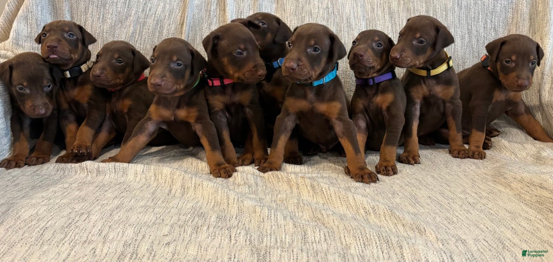 Doberman Pinscher dogs for sale: Atlas - Ad 3