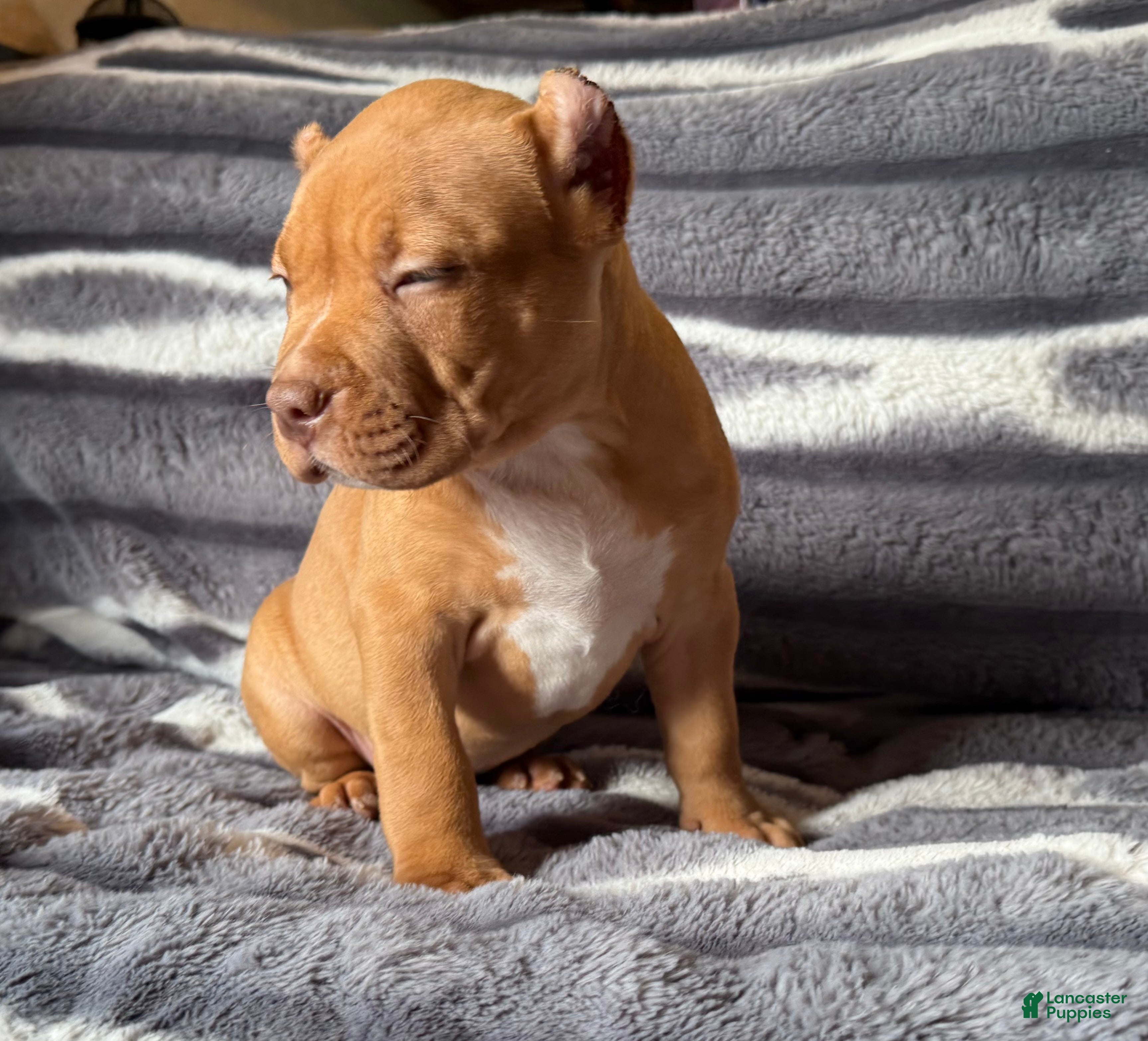 American Bully dogs Twister  - Ad 2