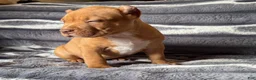 American Bully dogs for sale: Twister  - Ad 2