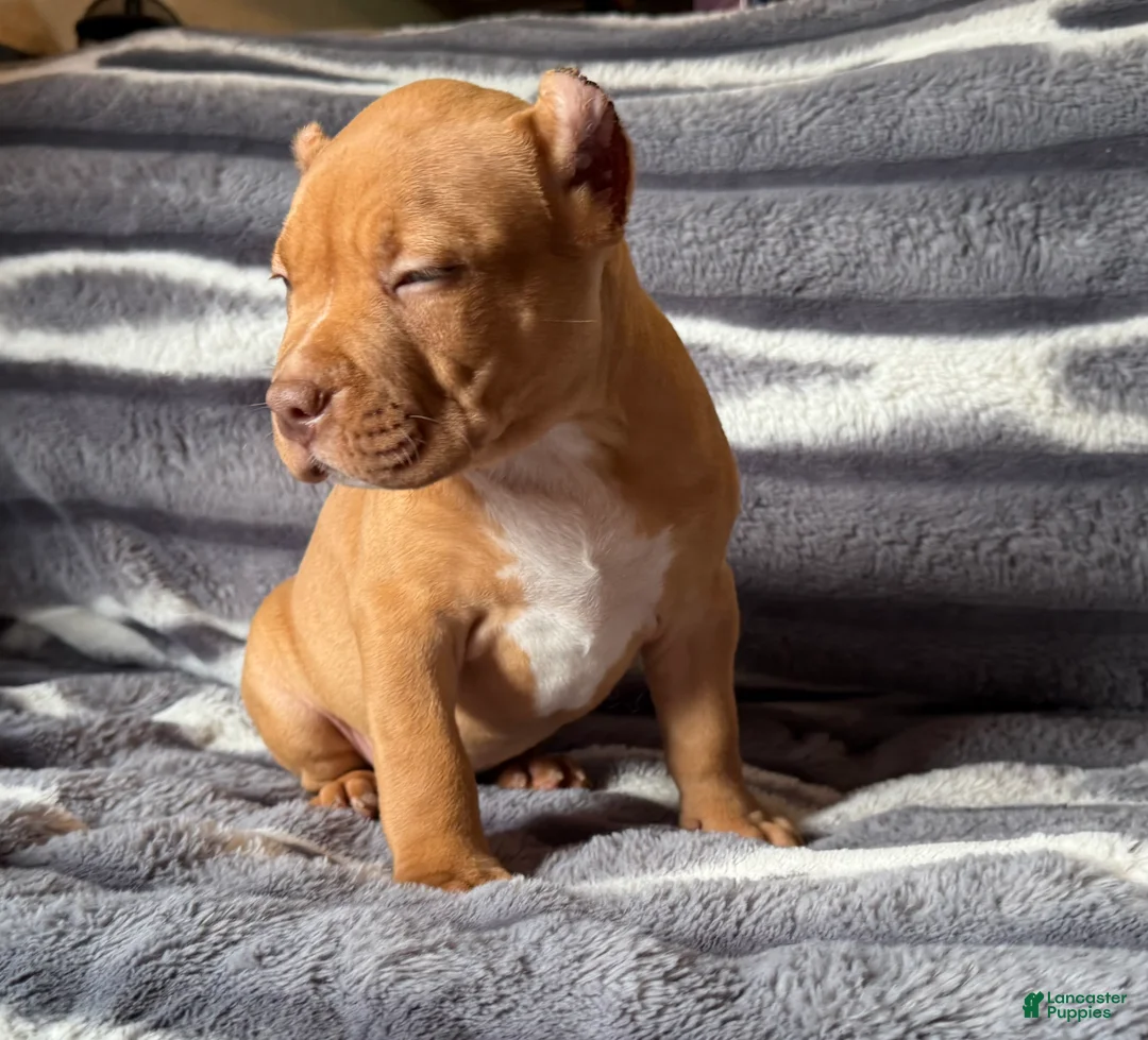 American Bully dogs for sale: Twister  - Ad 2