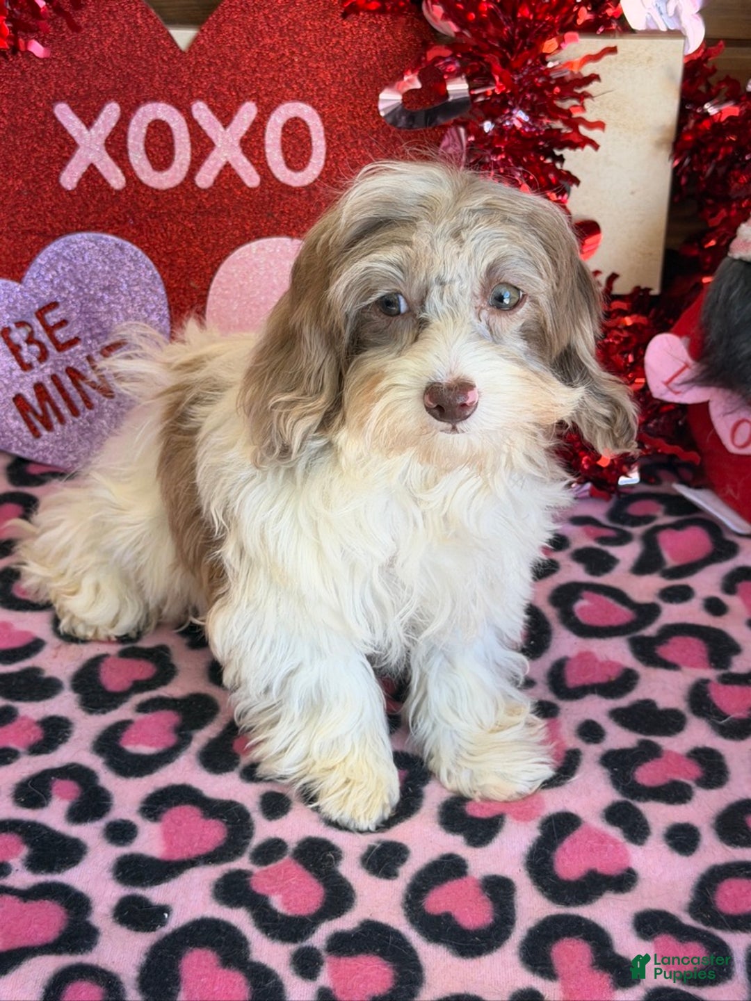 Cockapoo dogs for sale: Millie - Ad 4