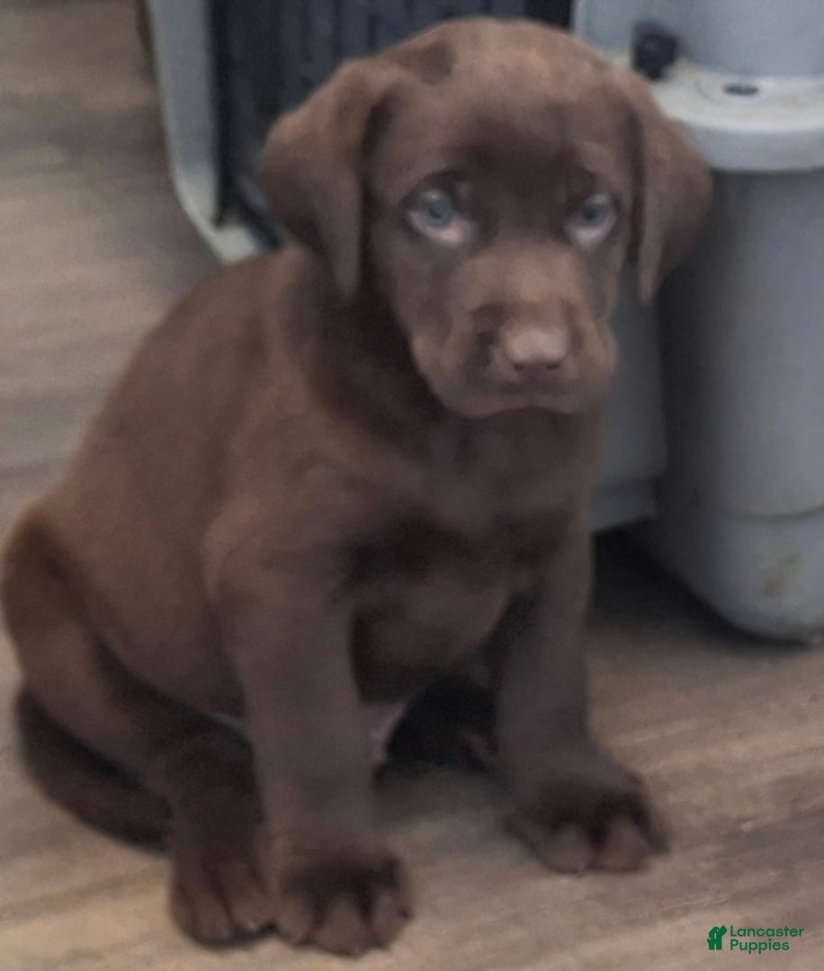 Labrador Retriever dogs Milo (Male)   - Ad 2