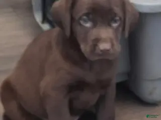 Labrador Retriever dogs Milo (Male) - Ad 2