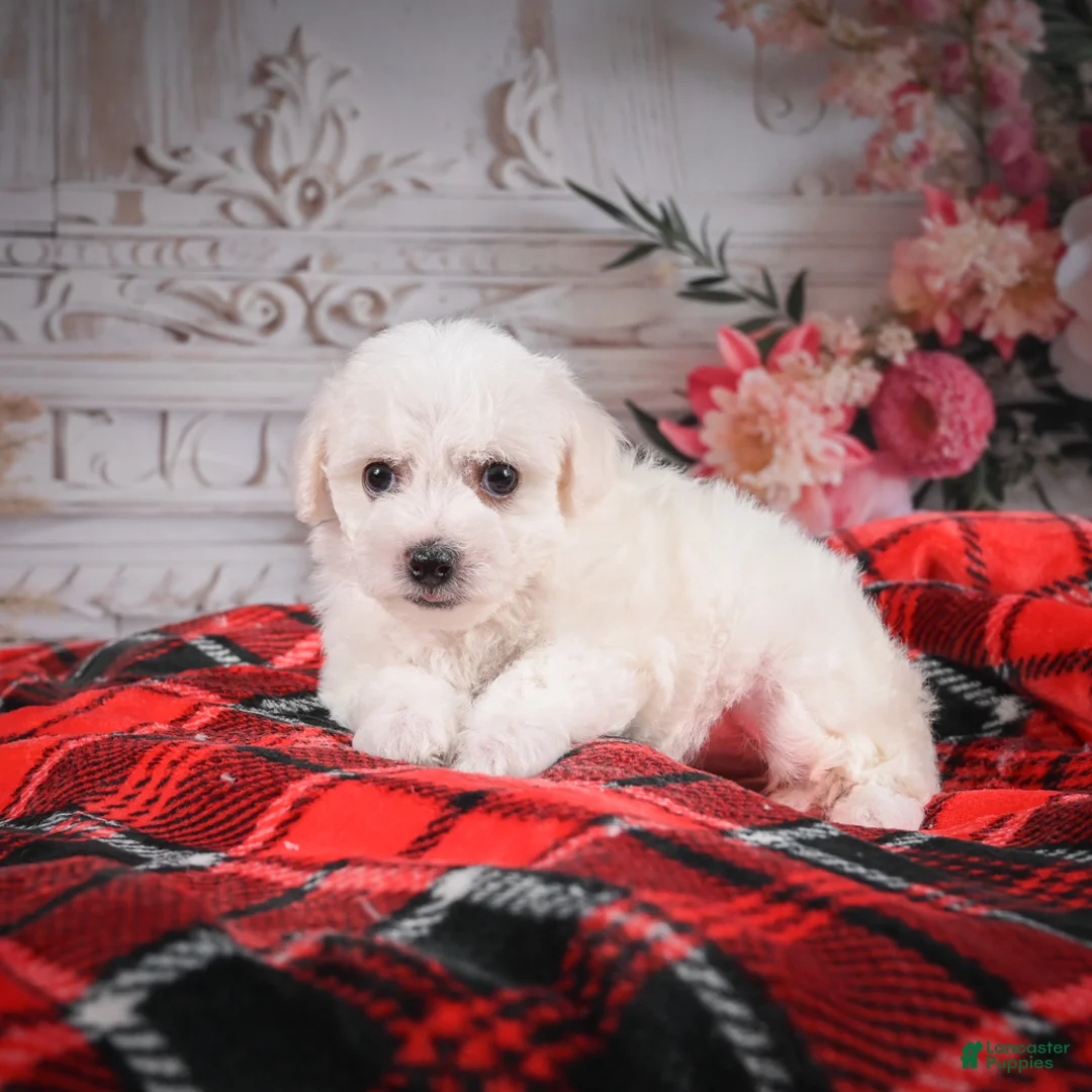 Bichon Frise dogs for sale: AKC-Mya - Ad 3