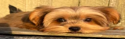 Shorkie dogs for sale: 💙IN BOSTON MASSACHUSETTS AREA💙ADORABLE SHORKIE BOY💙WILL BE SMALL💙 - Ad 7