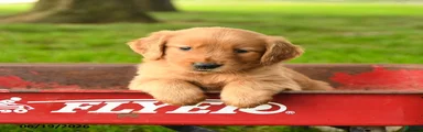 Charlie