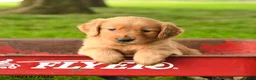 Golden Retriever dogs for sale: Charlie - Ad 1