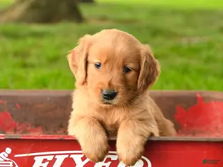 Golden Retriever dogs Charlie - Ad 8