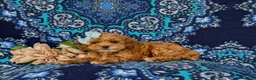Cockapoo dogs for sale: Francesca 9 lbs Full Grown - Ad 5