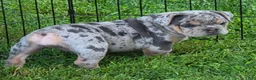 English Bulldog dogs for sale: Tinsel the lilac merle  - Ad 8