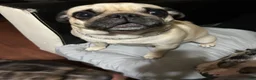 Pug dogs for sale: Pug 1 - Ad 4