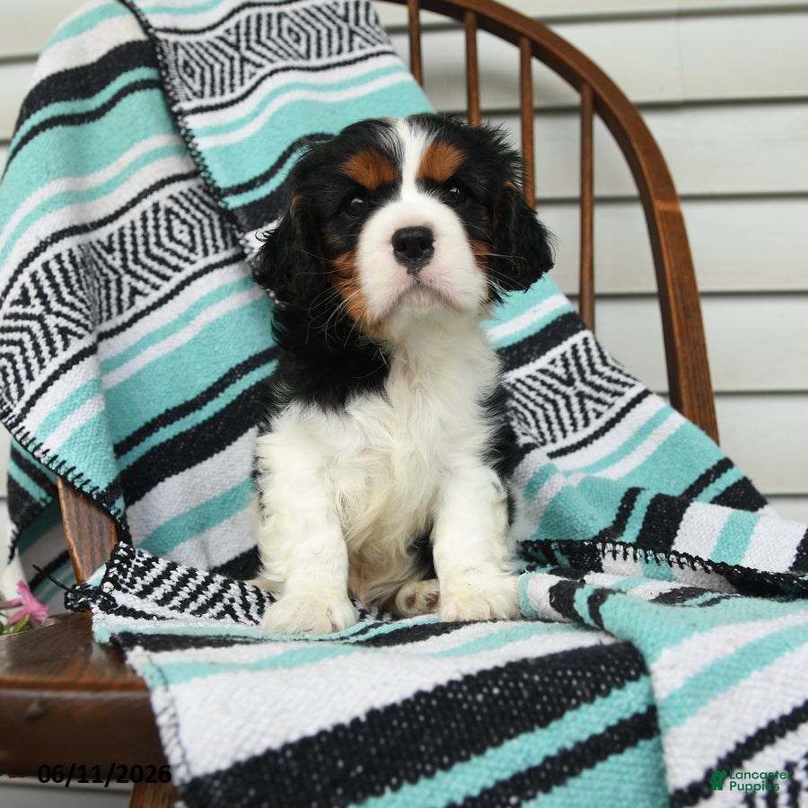 Cavalier King Charles Spaniel dogs Hatty - Ad 1