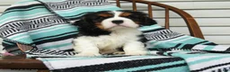 Cavalier King Charles Spaniel dogs for sale: Hatty - Ad 1