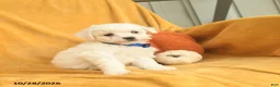 Bichon Frise dogs for sale: Henry  - Ad 3