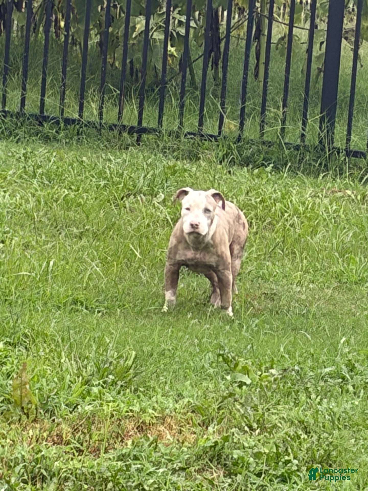 American Bully dogs for sale: American Bully 1 - Ad 2