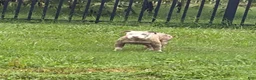 American Bully dogs for sale: American Bully 1 - Ad 2