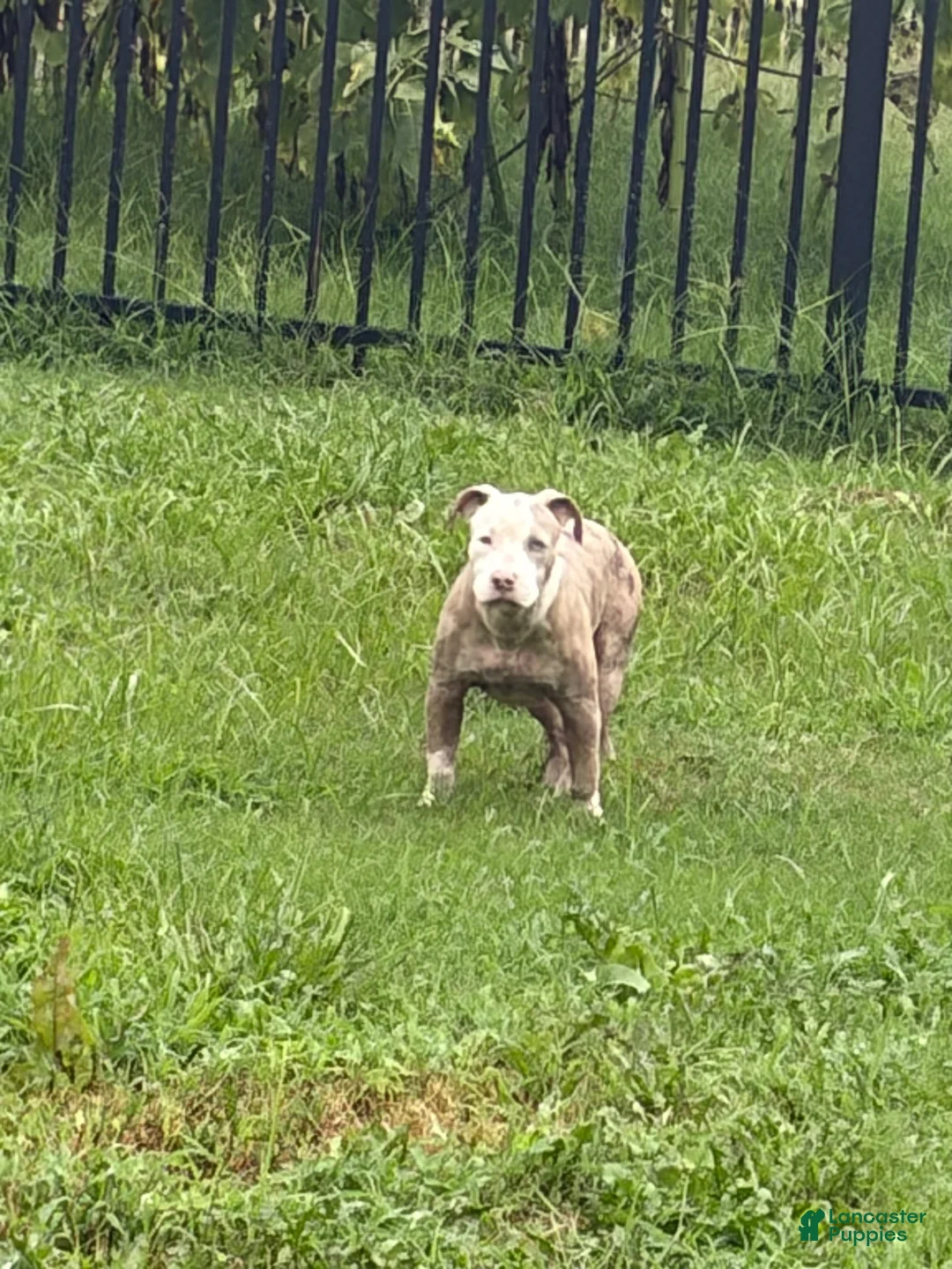 American Bully dogs for sale: American Bully 1 - Ad 2