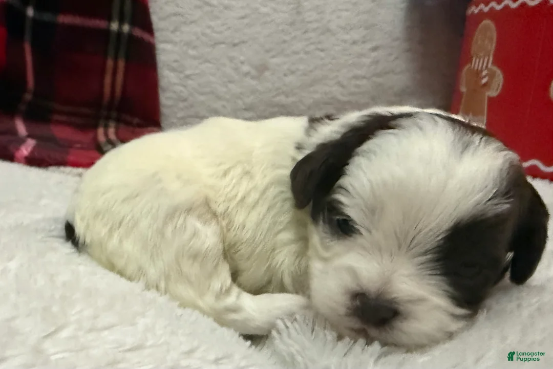 Shihpoo dogs for sale: Oliver  - Ad 9