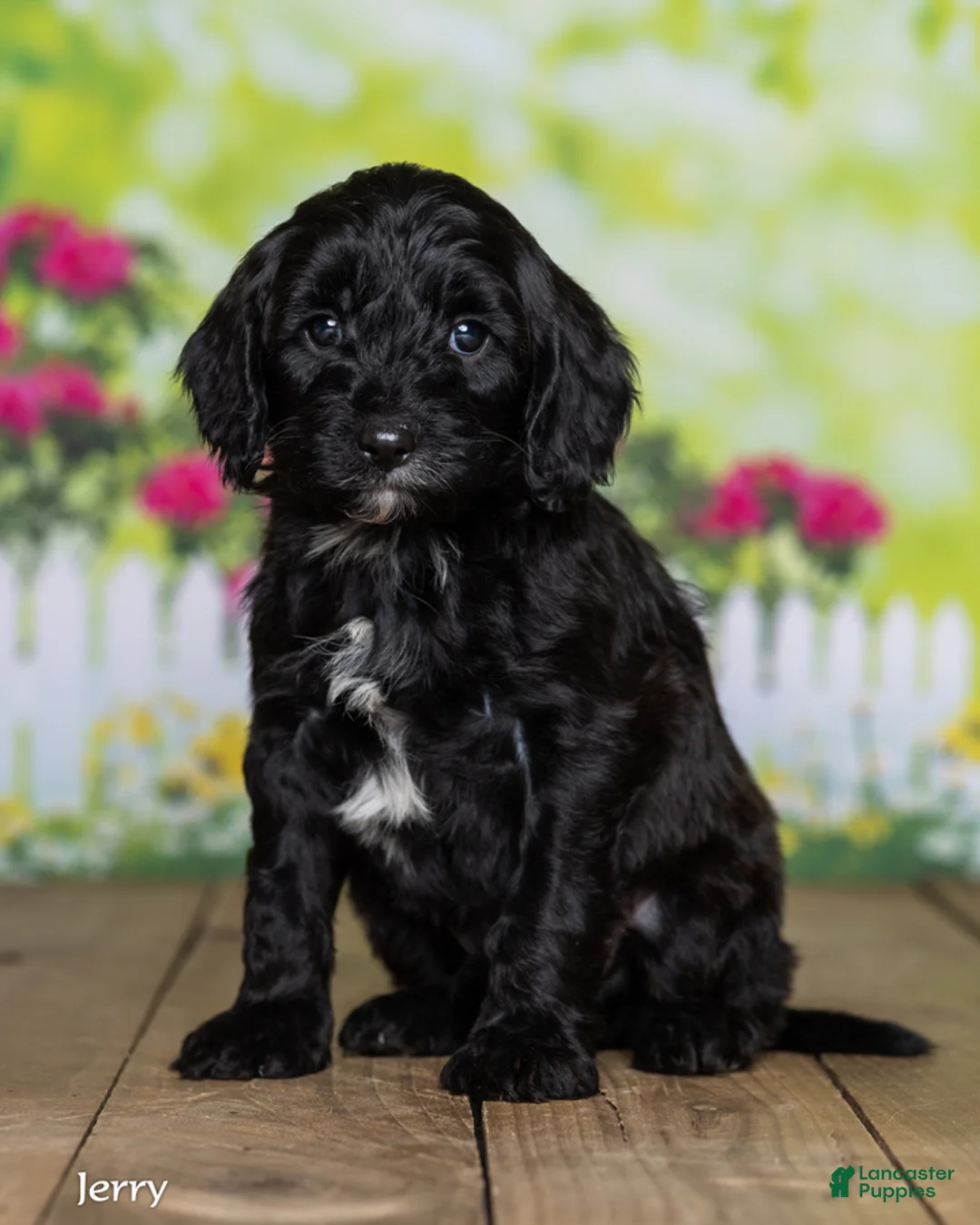 Cavapoo dogs for sale: Jerry - Ad 2