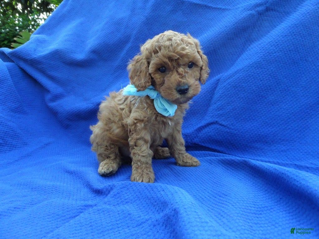 Toy Poodle dogs Olly - Ad 8