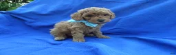 Toy Poodle dogs for sale: Olly - Ad 1