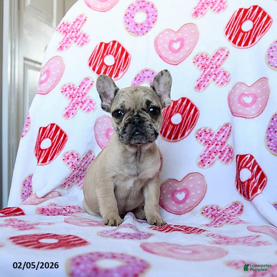 French Bulldog dogs Bella   - Ad 15