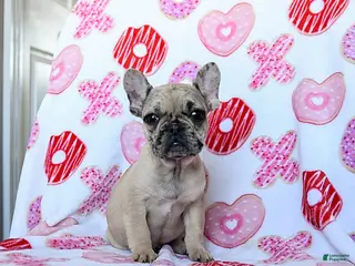 French Bulldog dogs Bella - Ad 15