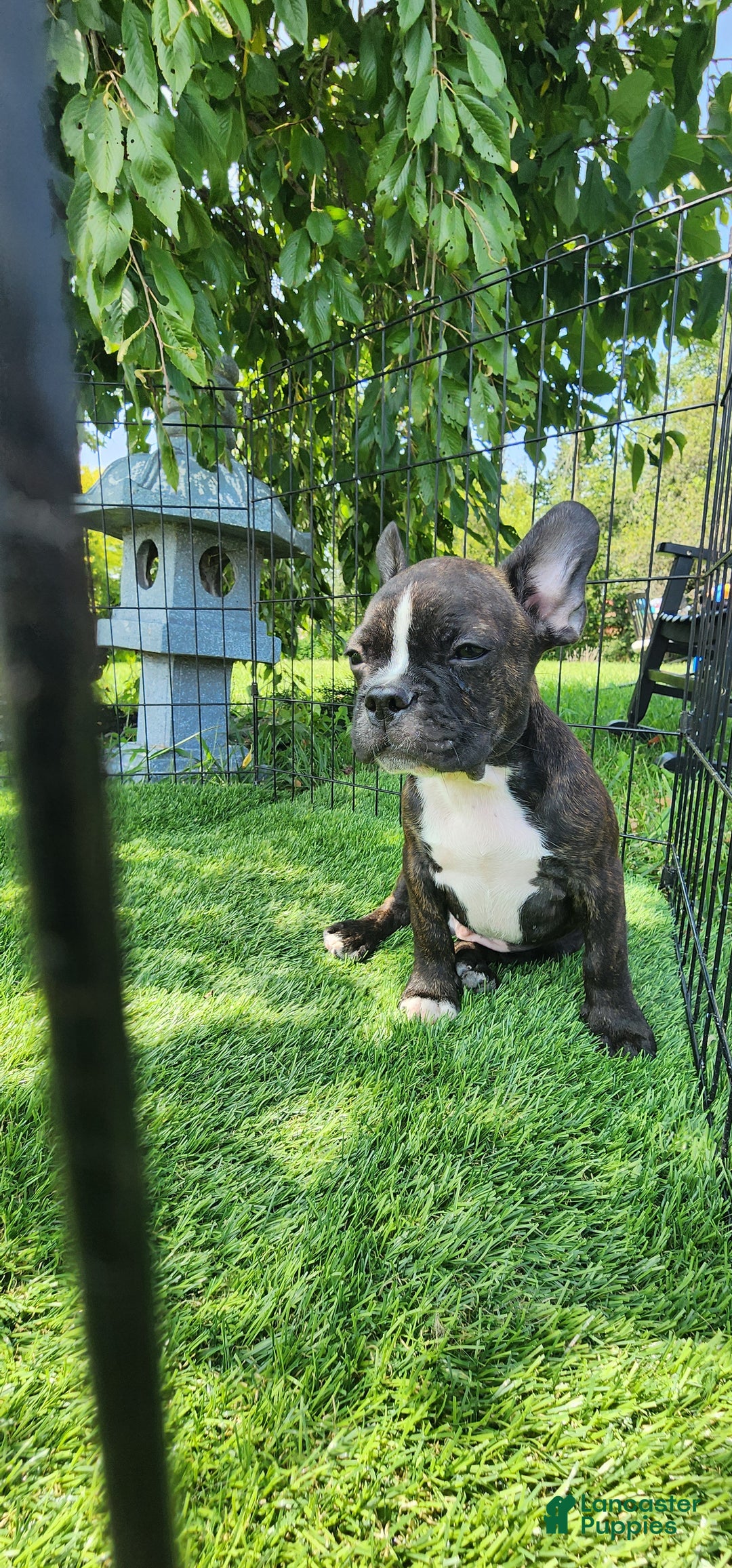 Gallery Image {{count}}