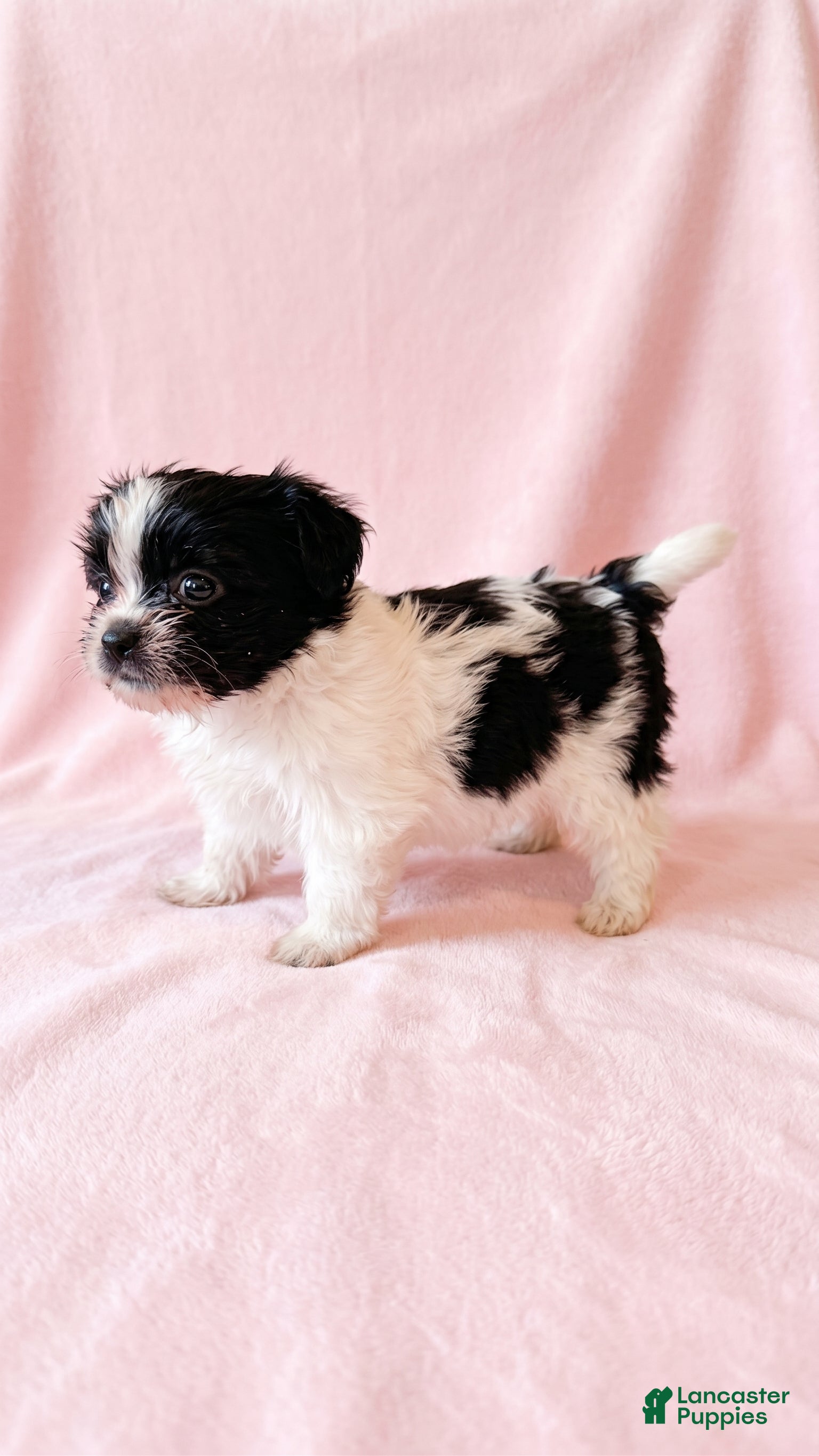 Mixed Breed dogs for sale: Princess - Ad 2