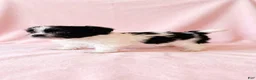 Mixed Breed dogs for sale: Princess - Ad 2