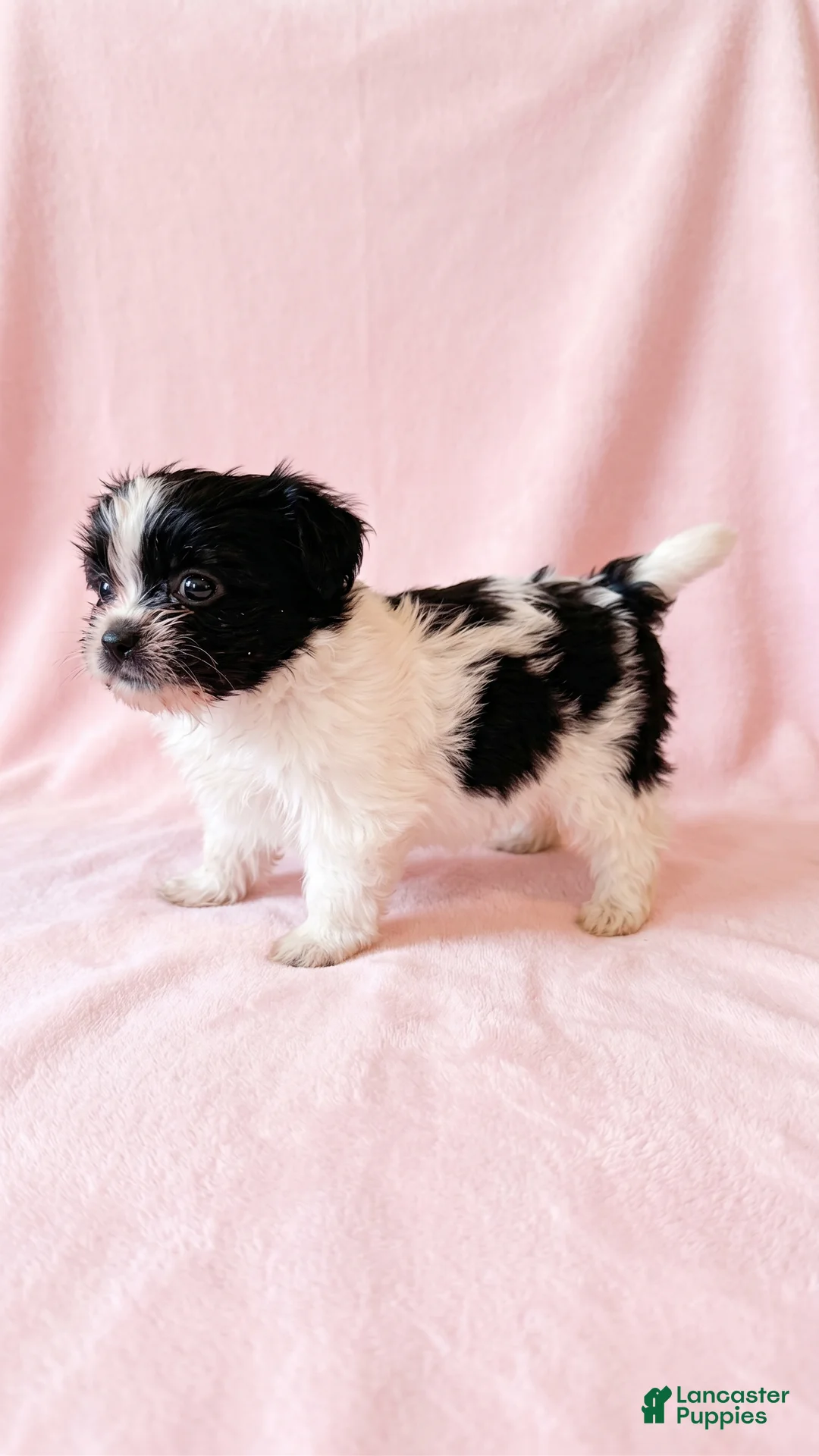 Mixed Breed dogs for sale: Princess - Ad 2