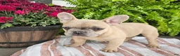 French Bulldog dogs for sale: Teddy - Ad 2