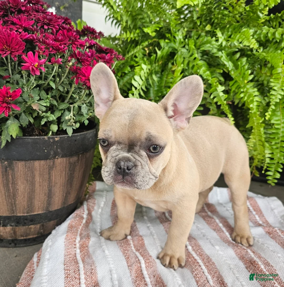 French Bulldog dogs for sale: Teddy - Ad 2