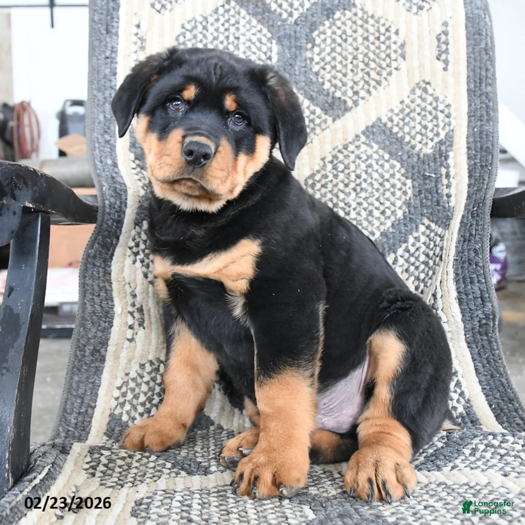 Rottweiler dogs for sale: Denis - Ad 2