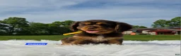 Cavalier King Charles Spaniel dogs for sale: Mason - Ad 6