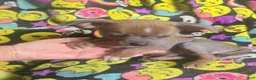 Chinese Crested dogs for sale: Stewart - Ad 12