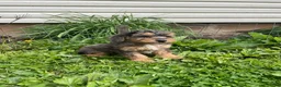 Cockapoo dogs for sale: Cockapoo Puppy 2 - Ad 3