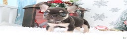 French Bulldog dogs for sale: Rover - Ad 3