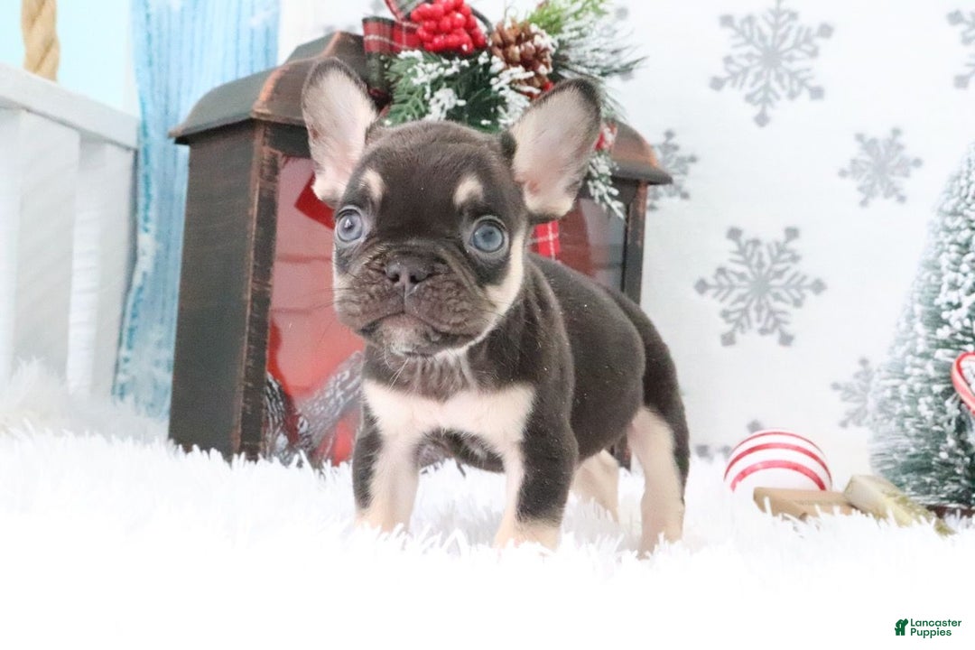 French Bulldog dogs for sale: Rover - Ad 3