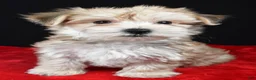 Morkie dogs for sale: Chuckie - Ad 5