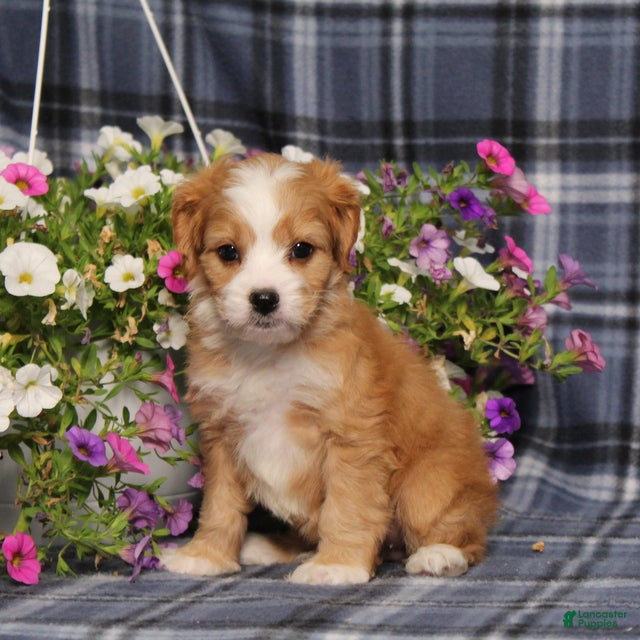 Cavapoo dogs BJs Wilma - Ad 2